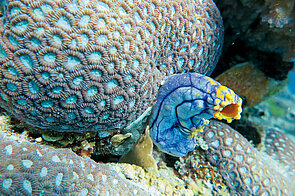 GREAT BARRIER REEF im Panometer Leipzig; Korallenriff