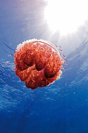GREAT BARRIER REEF im Panometer Leipzig; Korallenriff