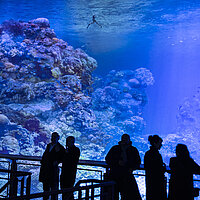 360°-Panorama GREAT BARRIER REEF von Yadegar Asisi – Besucher auf der Besucherplattform im Panometer Dresden. © asisi