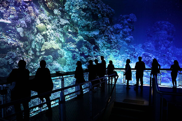 GREAT BARRIER REEF – 360°-Panorama von Yadegar Asisi – Panorama Innenraum