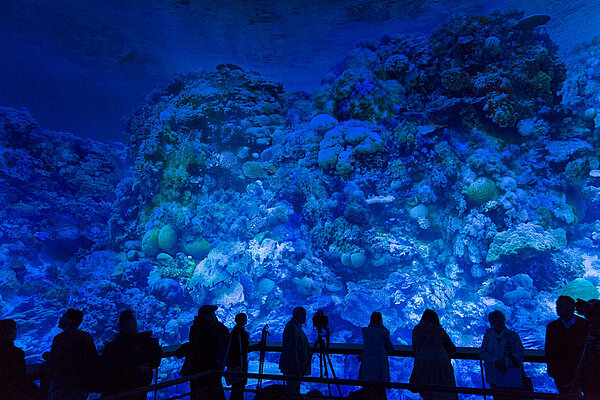 GREAT BARRIER REEF im Panometer Leipzig; Eröffnung