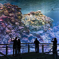 360°-Panorama GREAT BARIER REEF von Yadegar Asisi – Besucher auf der Besucherplattform im Panometer Dresden. © asisi