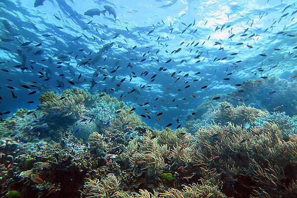 GREAT BARRIER REEF – 360°-Panorama von Yadegar Asisi – Making of