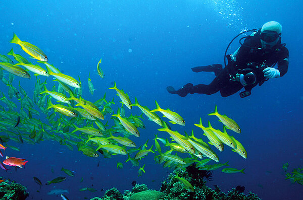 GREAT BARRIER REEF – 360°-Panorama von Yadegar Asisi – Making of